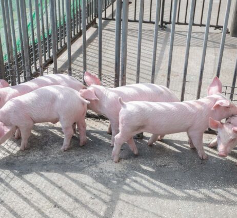 持続可能な養豚へ、宮古総合実業高校の挑戦！