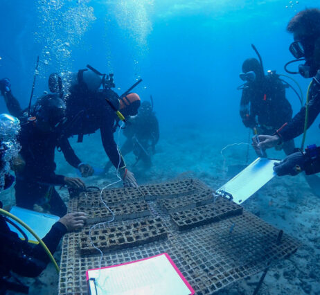 宮古島サンゴ再生プロジェクト第３弾～サンゴの先生～